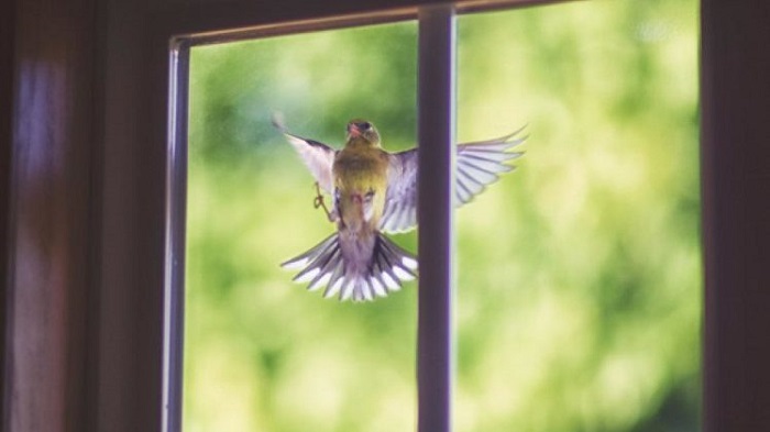 Стук птицы в окно - популярная дурная примета. /Фото: deti-mama22.ru