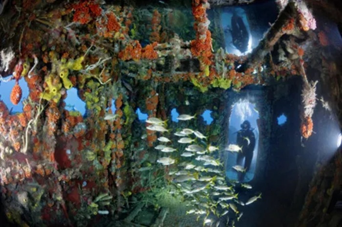 Морской мир внутри «Redbird Reef» - самого известного рифа из вагона метро.