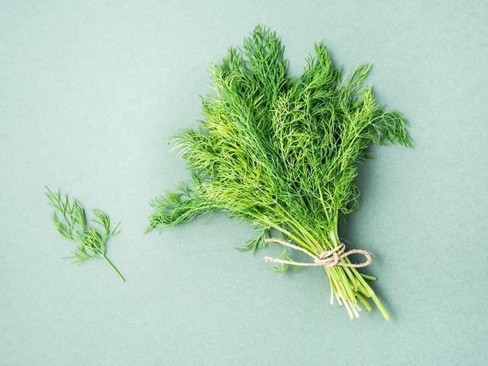 Укропу приписывали массу мистических свойств, но почему-то противоположных друг другу. /Фото: allrecipes.com