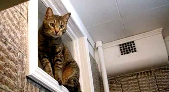 Это окно нравилось разве что вездесущим котам. /Фото: vdizayne.ru