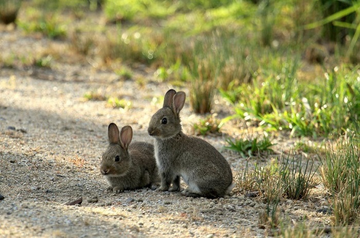 На Зелёном континенте сликом много кроликов. /Фото: scientificrussia.ru