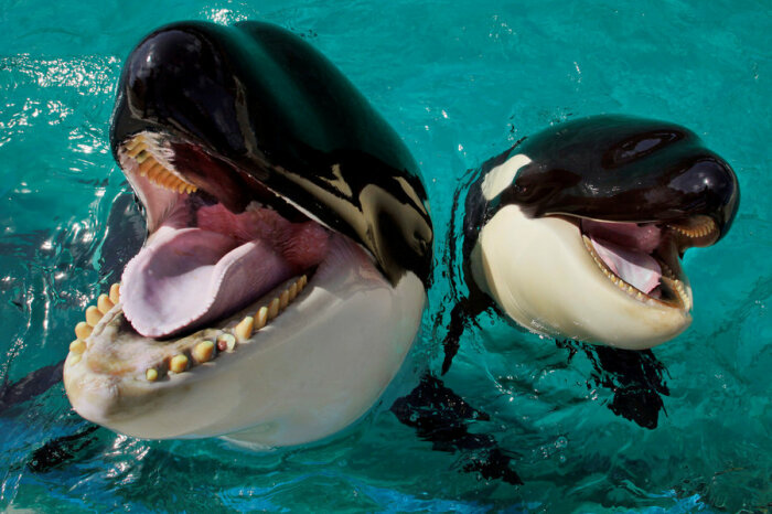 Несмотря на то, что косатку именуют китом, она является представителем семейства дельфиновых из отряда китообразных / Фото: 4tololo.ru
