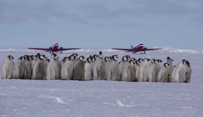 В 1959 г. Антарктида стала демилитаризованной зоной / Фото: best-of-africa.ru