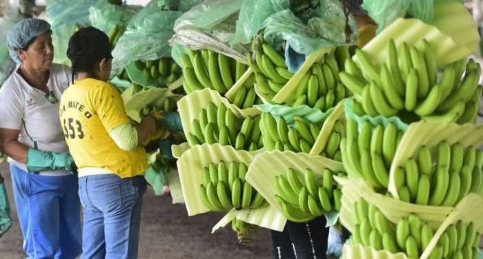 Бананы специально срезали зелеными, чтобы они не портились в процессе транспортировки / Фото: forward.com