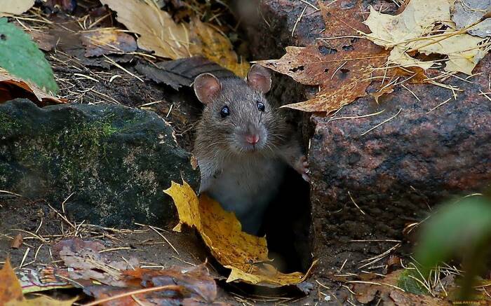 Как утверждают деревенские жители Урала, мыши предпочитают обработанные уксусом жилища покидать / Фото: grizun-off.ru