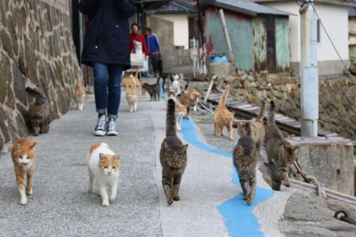 Если бездомных собак в Японии практически нет, то кошек более чем достаточно / Фото: caravan.kz