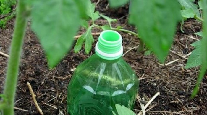 Основной причиной закапывания бутыля в огороде является капельный полив растений / Фото: keywordbasket.com