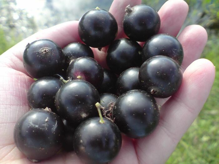 Простое средство для удобрения смородины поможет получить крупные ягоды / Фото: centro-pol.ru