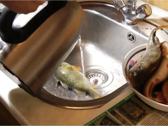 Рыбу следует поместить в раковину, а затем сверху на нее полить предварительно закипевшую воду из чайника / Фото: wfishing.ru