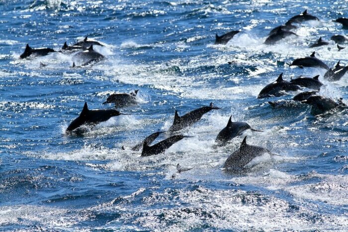Атака стаи начинается за секунды, дельфины нападают на судно с разгона / Фото: te-st.ru