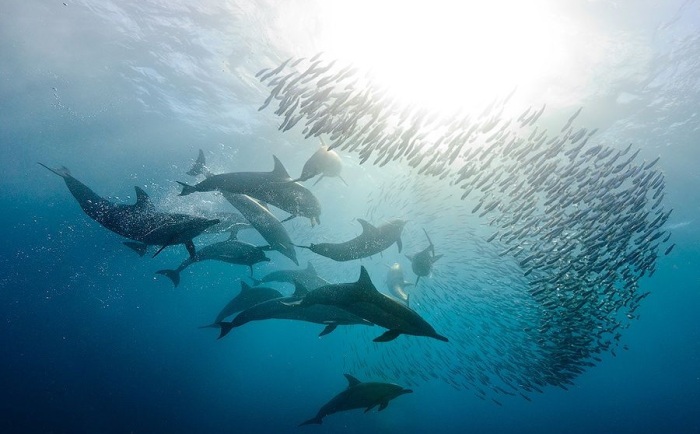 Принцип дельфинов: если есть пища, значит ее необходимо съесть / Фото: porosenka.net