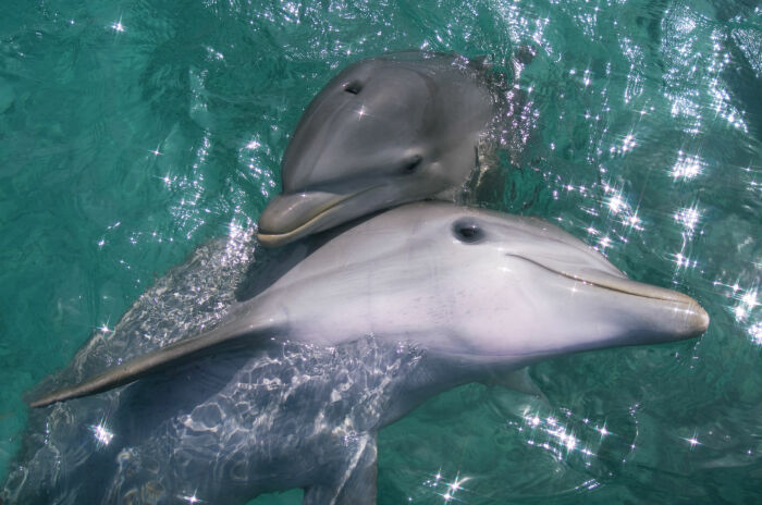 В плане отцовства у дельфинов беда, ну не дано им быть хорошими родителями / Фото: poptown.eu