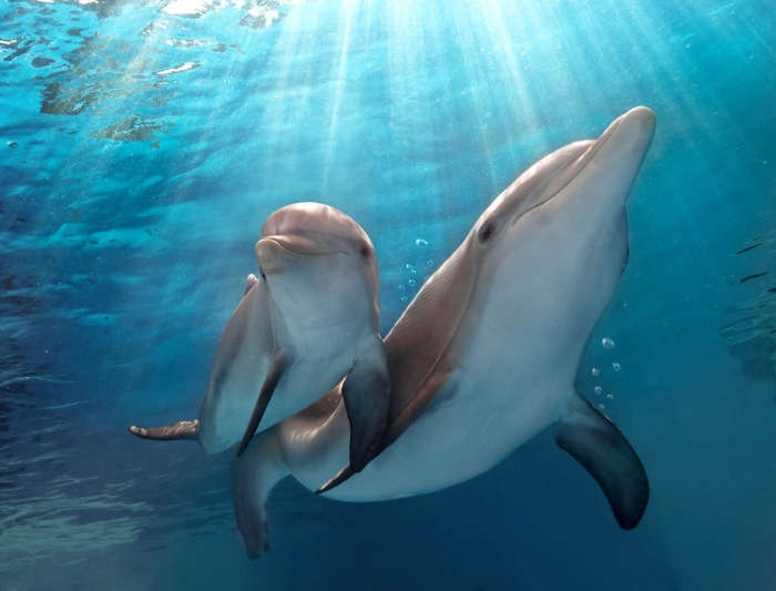 Детеныши дельфинов могут провести рядом с мамой восемь лет, отказываясь от самостоятельности / Фото: drive2.com