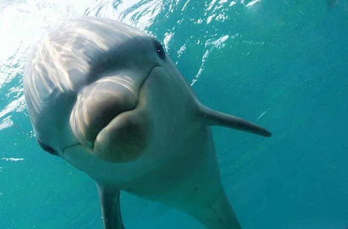 Дельфины в своем большинстве чрезмерно любопытны / Фото: scrollex.ru