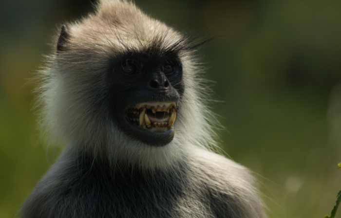 Глядя в глаза дикой обезьяне опасно для жизни улыбаться в полный рот, взаимности от животного вы не дождетесь / Фото: hive.natureinfocus.in