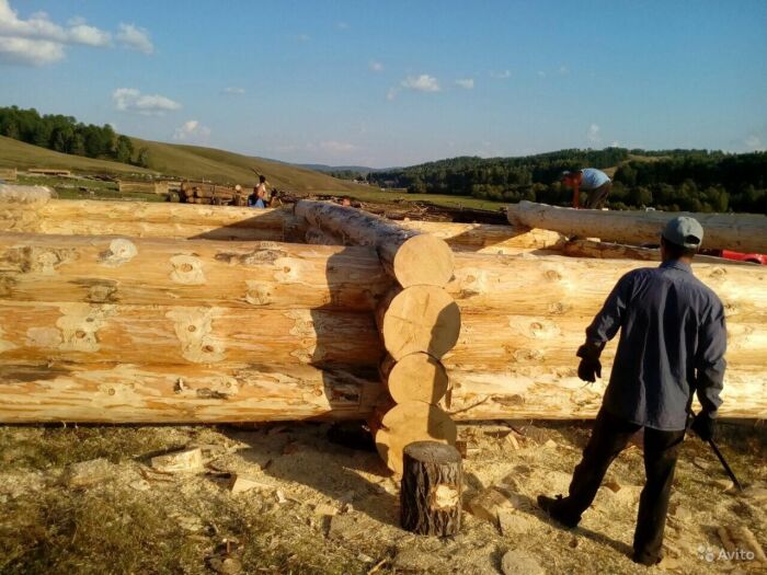 Осина и липа использовались для строительства бань, а избы возводили из сосны / Фото: regionoperator.ru