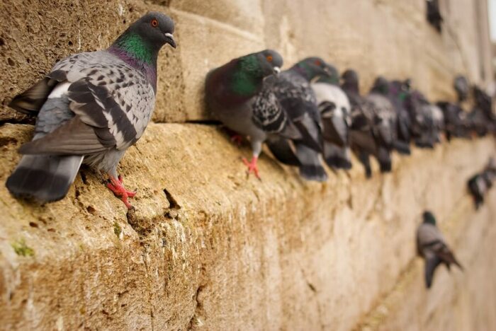 Если у вас такие соседи, как голуби, о тишине можно позабыть раз и навсегда / Фото: x-pest.com
