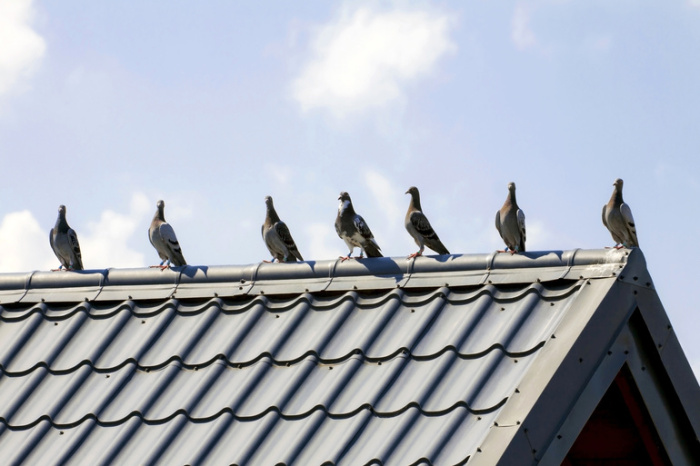 Если голубь выбрал очередной балкон или чердак в качестве жилья, значит там он и останется / Фото: 7snov.com.ua