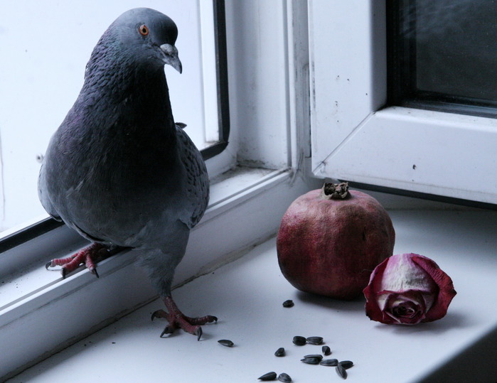 Птица будет по порядку облетать все окна в многоквартирных домах, таким образом пытаясь получить что-то съедобное / Фото: liveinternet.ru