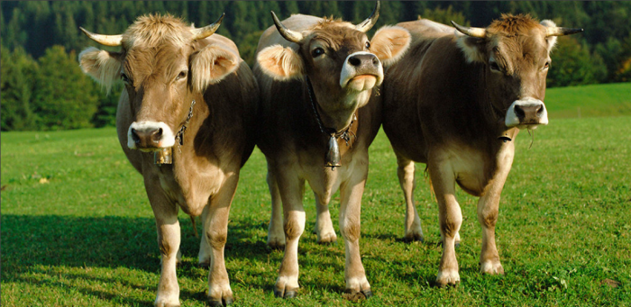 Почему мясо коровы принято называть говядиной 
