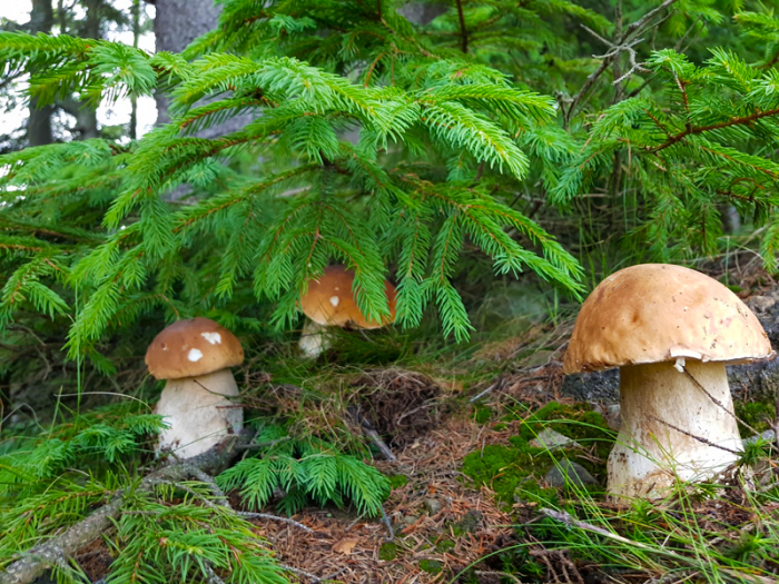 Белые грибы хорошо растут под елью / Фото: Pinterest