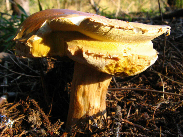 Для получения мицелия необходимо собрать в лесу перезревшие грибы / Фото: liveinternet.ru