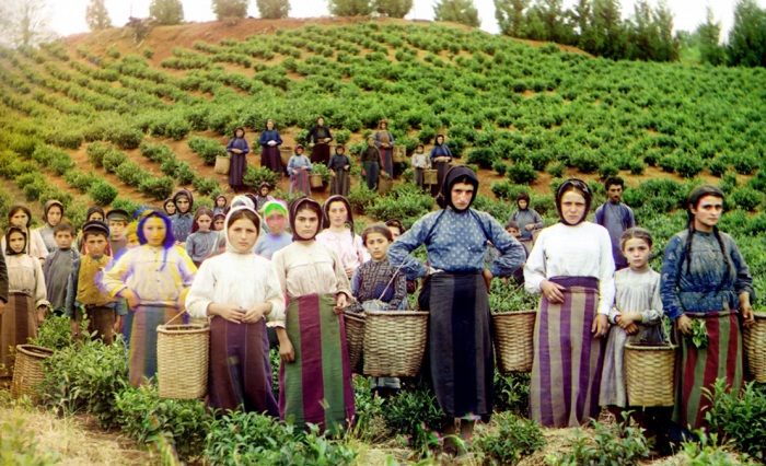 Чаеводство получило широкое распространение на территории Грузии и Азербайджана в 1920-30 годы / Фото: daily.afisha.ru 
