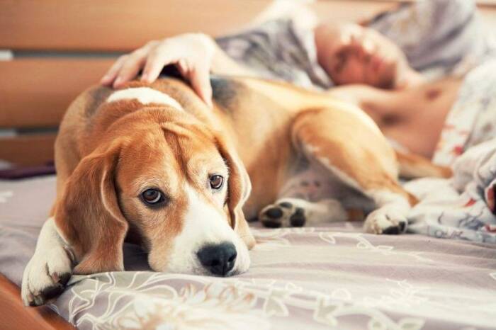 Собака всегда внимательно следит, как человек ведет себя по отношению к другим домочадцам, насколько он заботится, чтобы все были отдохнувшими и здоровыми / Фото: alenc.ru