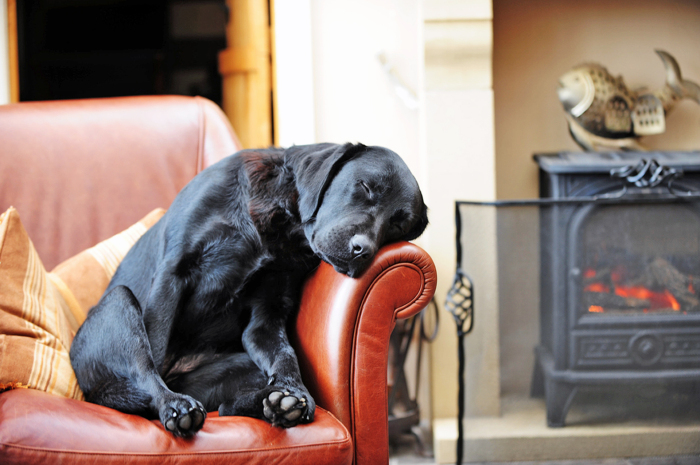 Если в доме есть кресло, в котором сидит постоянно один и тот же человек, то собака расценивает его как лидера / Фото: wallpapersgood.ru