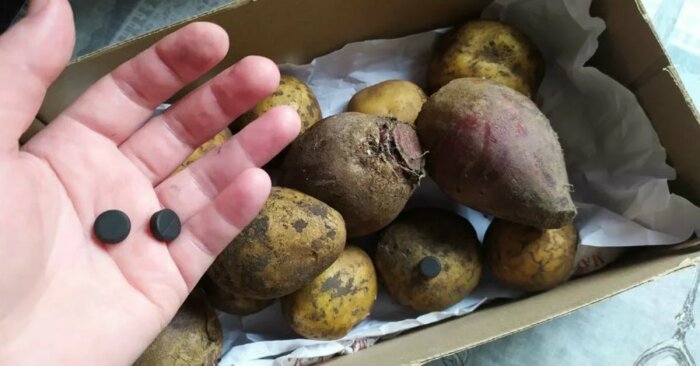 Чтобы картошка долго хранилась и не портилась, вместе с ней в одну коробку кладут свеклу и активированный уголь / Фото: sovkusom.ru
