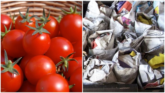 После оборачивания в газету нужно в один слой разложить помидоры в прохладном месте / Фото: dacha.help