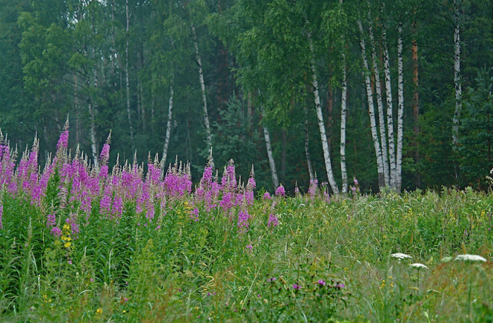 Это необычное поле и сегодня не используют под посевы, только изредка косят траву / Фото: photosight.ru
