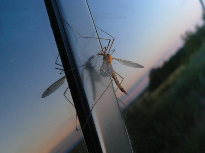 Камфорный спирт отпугивает кровососущих насекомых / Фото: photosight.ru