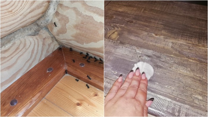 От муравьев, моли и мошек просто избавиться, обработав шкафы камфорным спиртом / Фото: smr.masterdel.ru