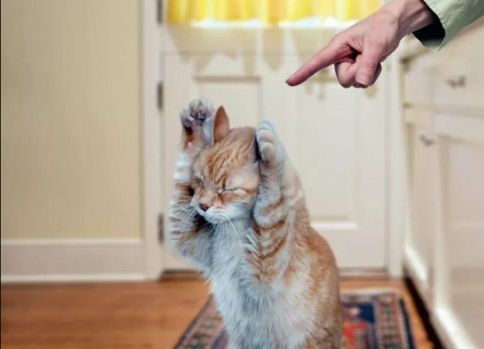 Представители семейства кошачьих тонко реагируют на интонацию / Фото: yandex.ua