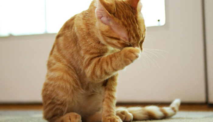 Резкие запахи отпугнут кота и животное будет обходить стороной это место / Фото: sm-news.ru