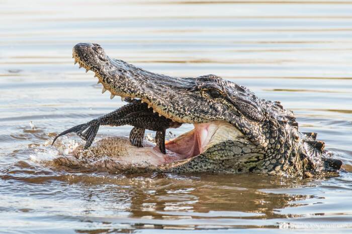 Действительно, крокодилам не дано пережевывать пищу, они просто глотают ее целиком / Фото: imgur.com