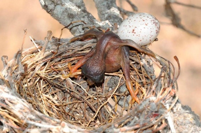 Кукушонок появляется на свет и все остальные яйца просто выбрасывает из гнезда / Фото: udipedia.net