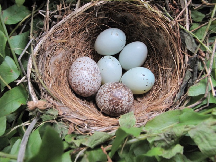 Кукушка-мать откладывает в выбранное ею гнездо всего одно яйцо / Фото: keywordbasket.com