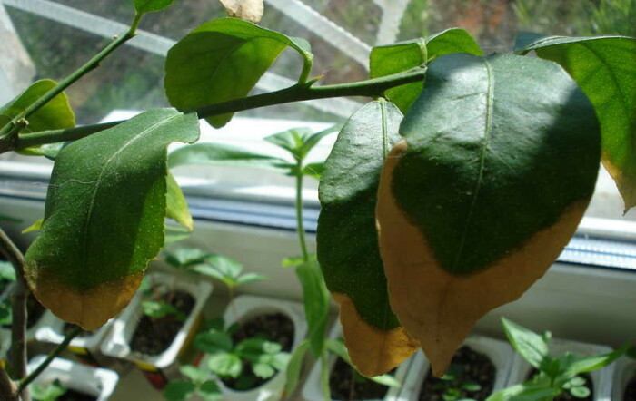 Что делать, если сохнут кончики листьев у комнатных растений: главные причины