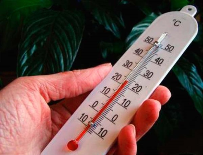 Оптимальная температура для комнатных растений от 18 до 24 градусов / Фото: stroy-podskazka.ru