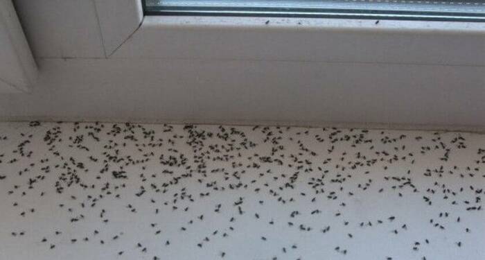 Стоит открыть окна, и в помещение залетает масса мошек, комаров, мух / Фото: kylema-frol.ru