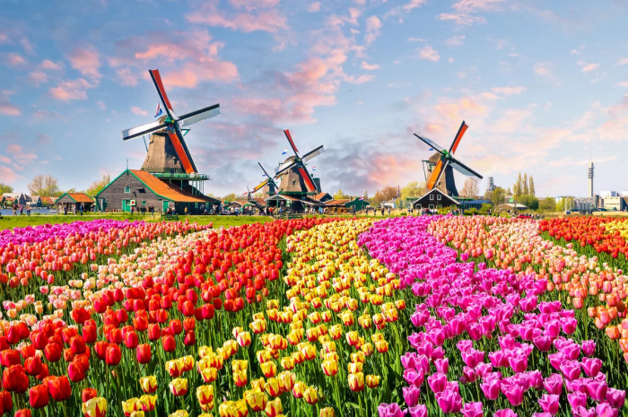 Голландские плантации тюльпанов известны практически всем / Фото: immigrator.org