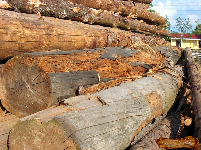 Без специальной обработки дерево гниет под воздействием внешних факторов / Фото: vsaunu777.ru