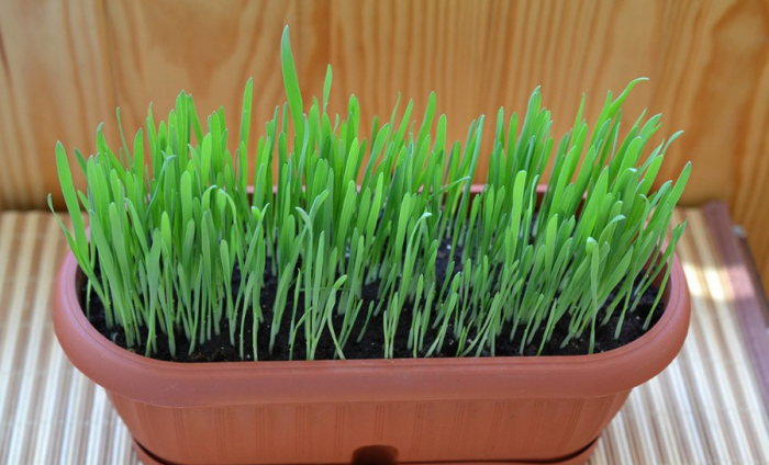 Пророщенную траву можно купить в магазине или вырастить самостоятельно / Фото: murkoshka.ru