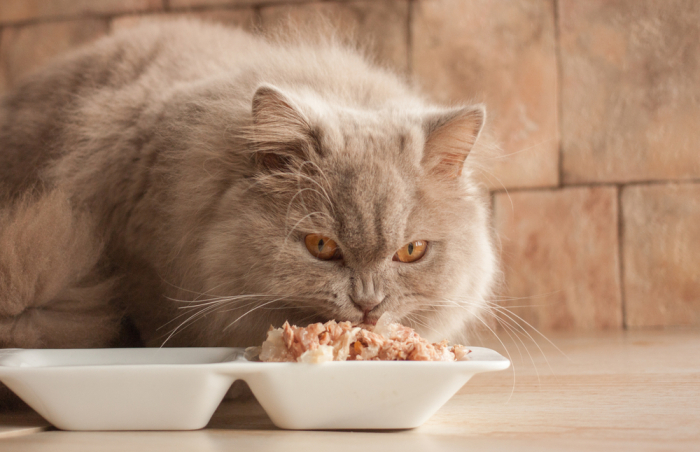 Ветеринары советуют кормить кота три раза в день / Фото: murkoshka.ru