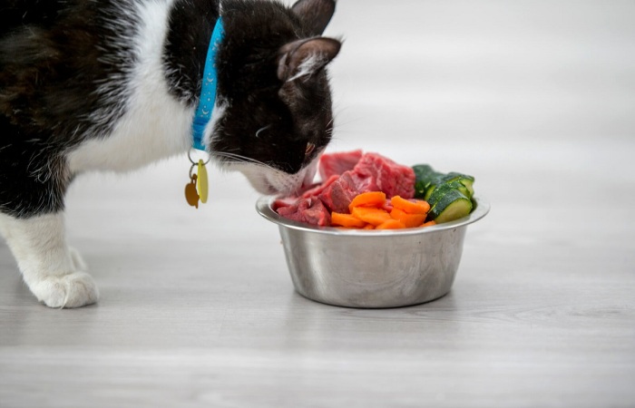 Как правило, кошки с удовольствием употребляют в пищу продукты, которые полезны для их здоровья / Фото: ilmiogattoeleggenda.it