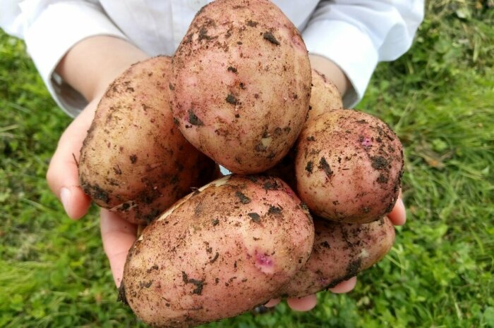 С такой подкормкой картофель вырастает гораздо крупнее и с лучшими вкусовыми качествами / Фото: prostayaferma.ru