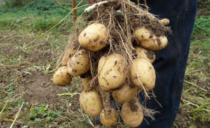 Старый дедовский способ подкормки картофеля гораздо эффективнее современных удобрений / Фото: botanichka.ru