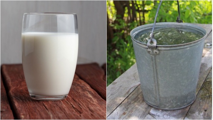 Для приготовления раствора необходимо взять стакан молока на десятилитровое ведро воды / Фото: best-quote.ru